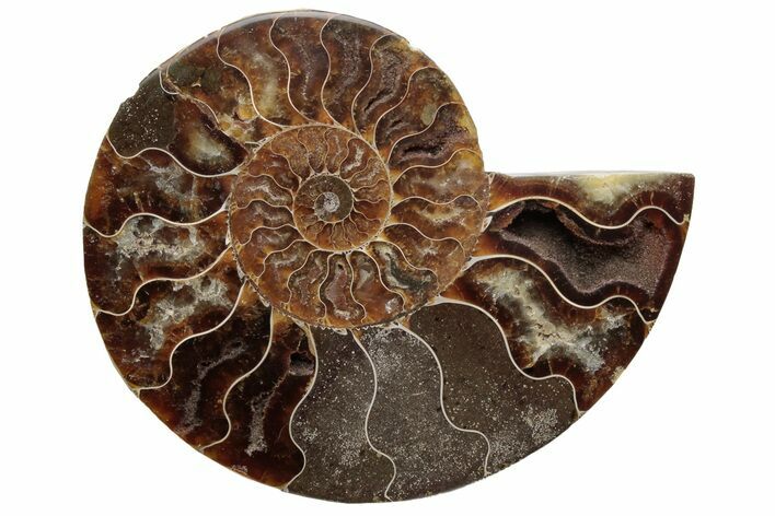 Cut & Polished Ammonite Fossil (Half) - Madagascar #229996